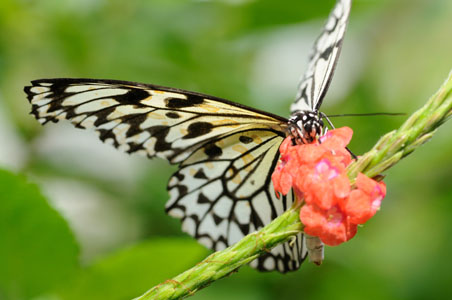 Black and White Butterfly